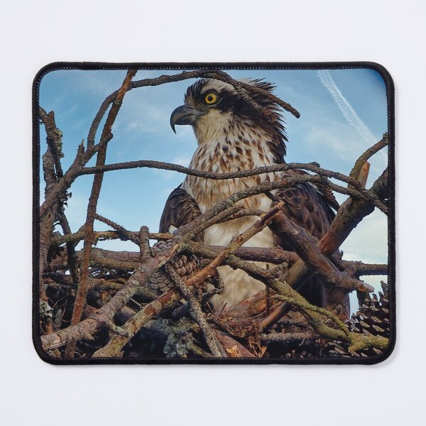 Item preview, Osprey in nest designed and sold by KDartisticeye.