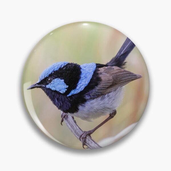 Item preview, Resting Superb Fairy-wren.  designed and sold by DaveBassett.