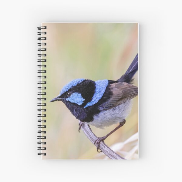 Item preview, Resting Superb Fairy-wren.  designed and sold by DaveBassett.
