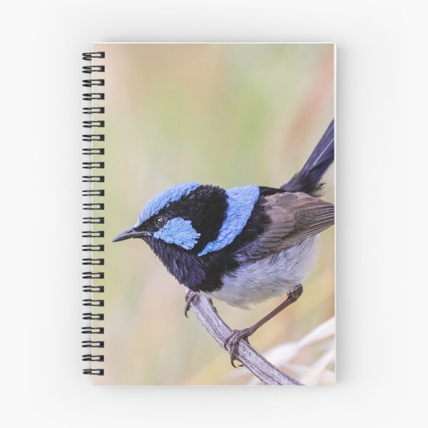 Item preview, Resting Superb Fairy-wren.  designed and sold by DaveBassett.