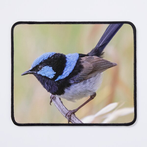 Item preview, Resting Superb Fairy-wren.  designed and sold by DaveBassett.