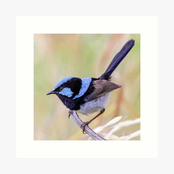 Item preview, Resting Superb Fairy-wren.  designed and sold by DaveBassett.