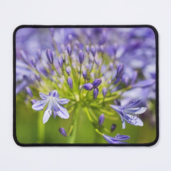 Item preview, Agapanthus With Natural Paint designed and sold by Joy Watson - Natural Light Photography .