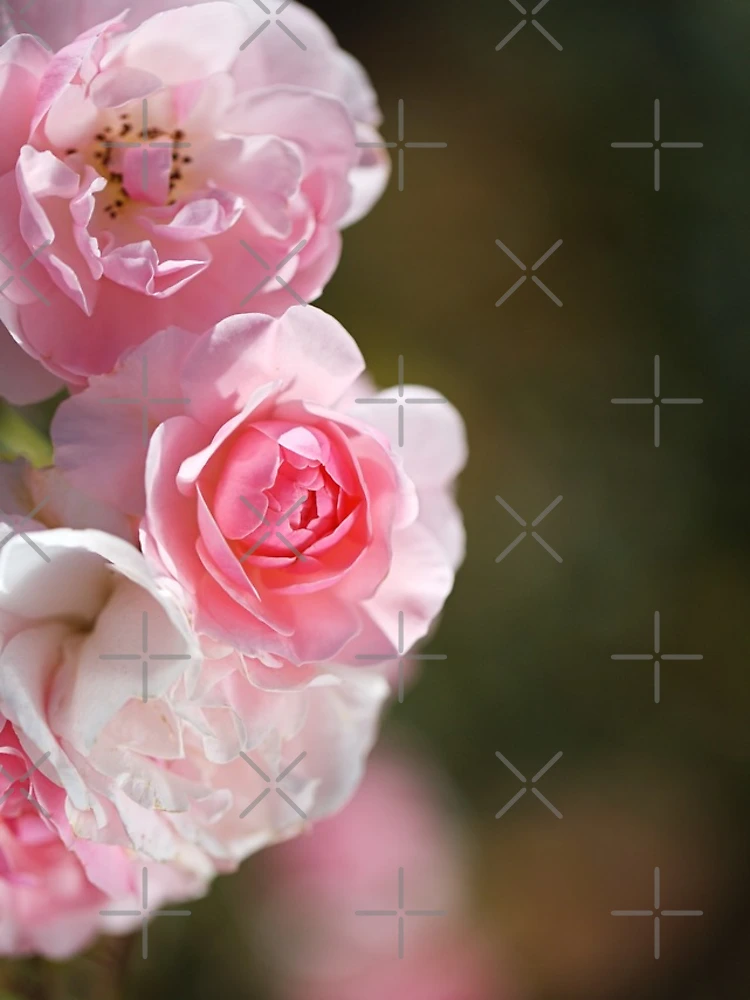 Thumbnail 4 of 4, iPhone Case, Pink Roses Curved Collection designed and sold by Joy Watson - Natural Light Photography .