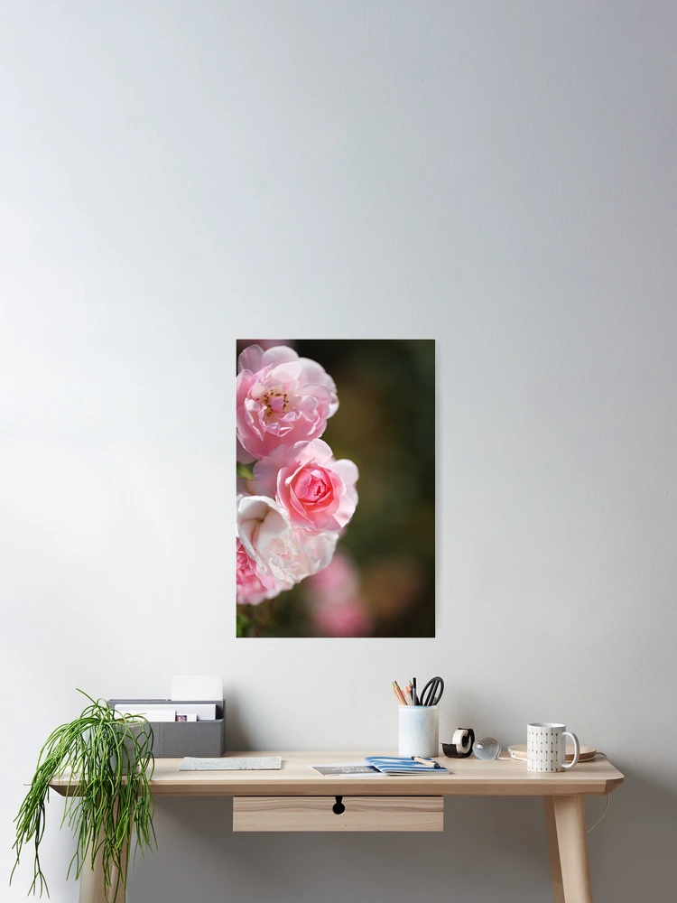 Thumbnail 2 of 3, Poster, Pink Roses Curved Collection  designed and sold by Joy Watson - Natural Light Photography .