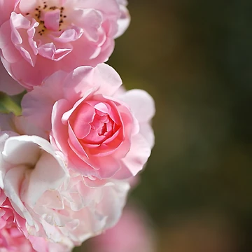 Artwork thumbnail, Pink Roses Curved Collection  by Joy Watson - Natural Light Photography 