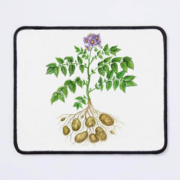 Item preview, Potato (Solanum tuberosum) designed and sold by Tamara Clark.
