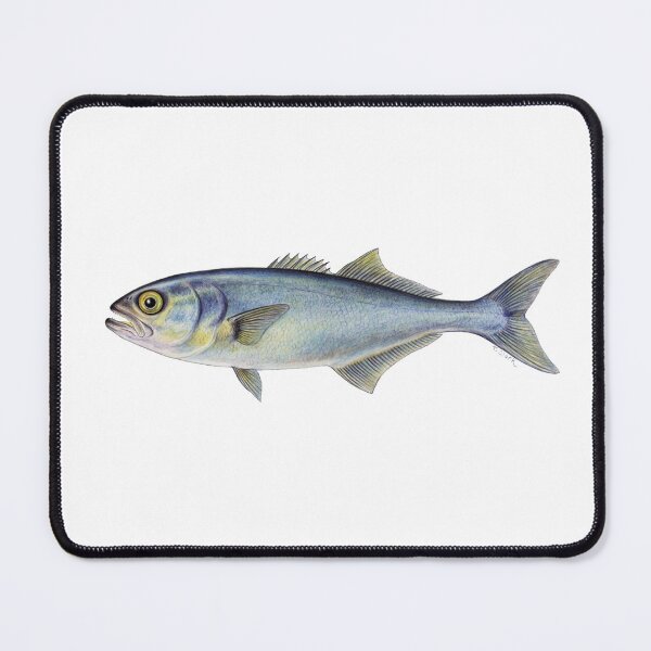 Item preview, Bluefish (Pomatomus saltatrix) designed and sold by Tamara Clark.