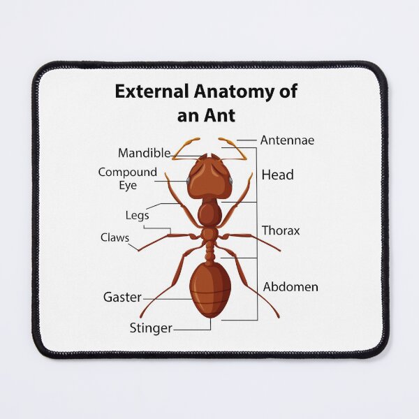 Item preview, Ant Keeping Keeper Collector Teamwork Motivational designed and sold by CuteDesigns1.