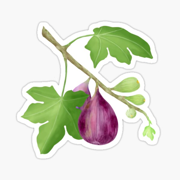 Item preview, Figs on Branch designed and sold by Amalus-files.