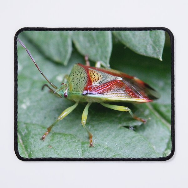 Item preview, Nature's abstract: Birch Shield bug designed and sold by cuprum.