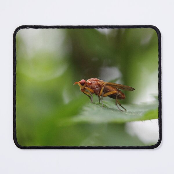 Item preview, Norellia spinimana designed and sold by cuprum.