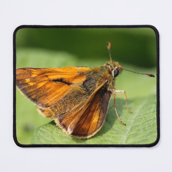 Item preview, Large Skipper designed and sold by cuprum.