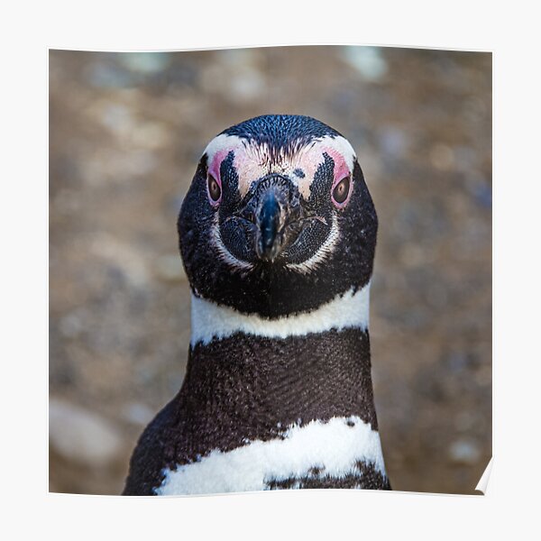 Wild REPUBBLICA Penguin Collection 