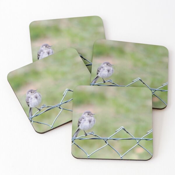 Item preview, Young White Wagtail  designed and sold by Calidris Fotografie Steffi & Ben Köppler.