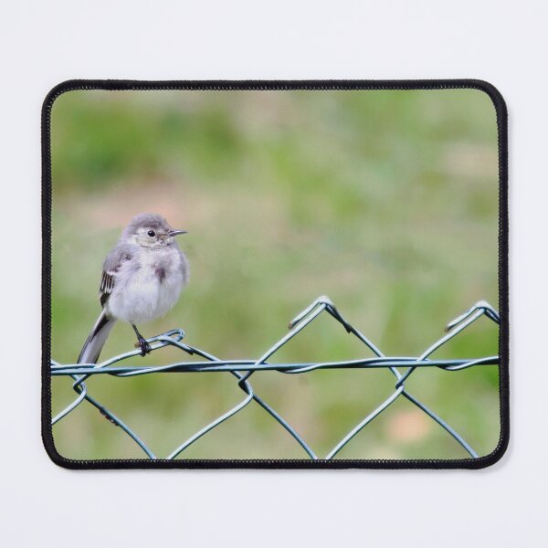 Item preview, Young White Wagtail  designed and sold by Calidris Fotografie Steffi & Ben Köppler.
