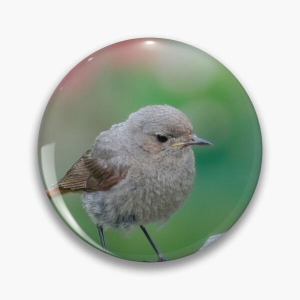 Item preview, Black Redstart Baby designed and sold by Calidris Fotografie Steffi & Ben Köppler.