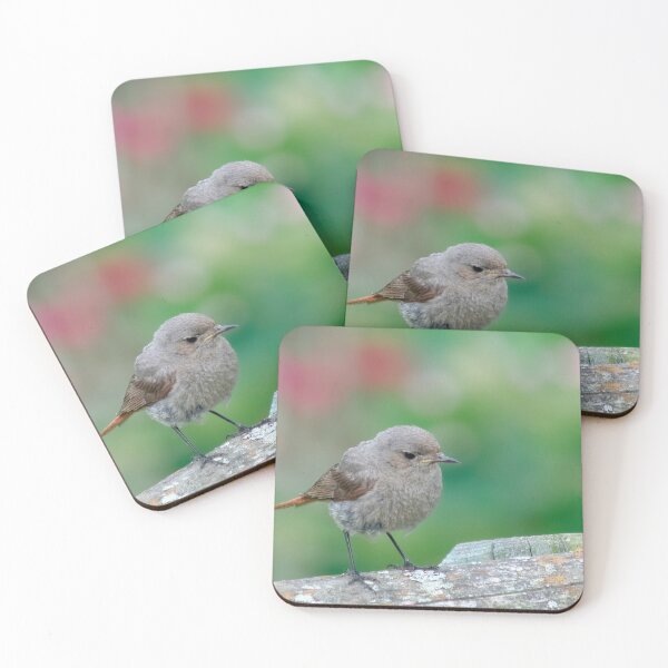 Item preview, Black Redstart Baby designed and sold by Calidris Fotografie Steffi & Ben Köppler.