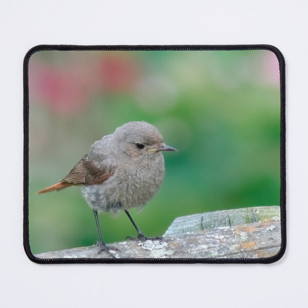 Item preview, Black Redstart Baby designed and sold by Calidris Fotografie Steffi & Ben Köppler.