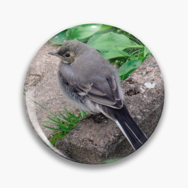 Item preview, Young White Wagtail 1 designed and sold by Calidris Fotografie Steffi & Ben Köppler.
