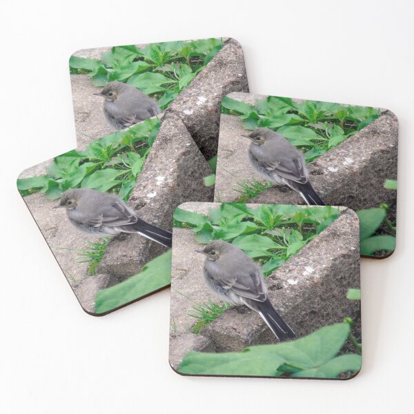 Item preview, Young White Wagtail 1 designed and sold by Calidris Fotografie Steffi & Ben Köppler.