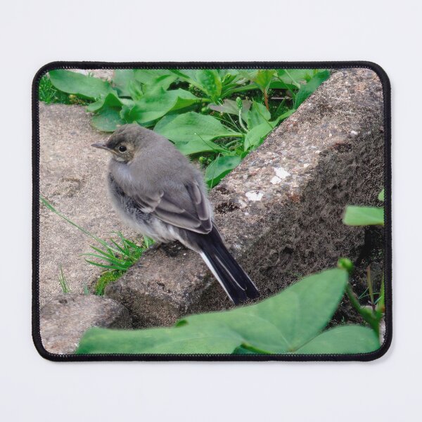 Item preview, Young White Wagtail 1 designed and sold by Calidris Fotografie Steffi & Ben Köppler.