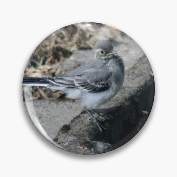 Item preview, Young White Wagtail 2 designed and sold by Calidris Fotografie Steffi & Ben Köppler.