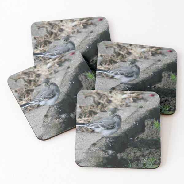 Item preview, Young White Wagtail 2 designed and sold by Calidris Fotografie Steffi & Ben Köppler.