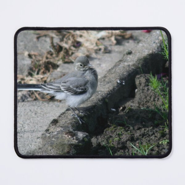 Item preview, Young White Wagtail 2 designed and sold by Calidris Fotografie Steffi & Ben Köppler.