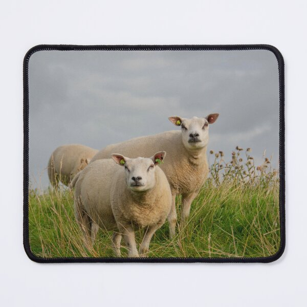 Item preview, Texel sheep designed and sold by koalas1414.