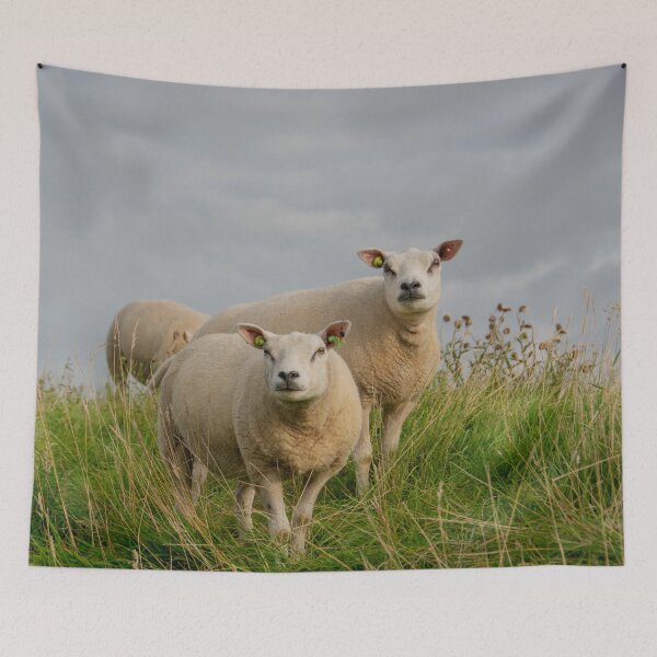 Item preview, Texel sheep designed and sold by koalas1414.