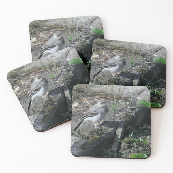 Item preview, Young White Wagtail 3 designed and sold by Calidris Fotografie Steffi & Ben Köppler.