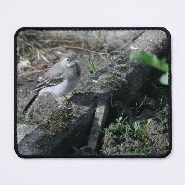 Item preview, Young White Wagtail 3 designed and sold by Calidris Fotografie Steffi & Ben Köppler.