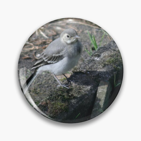 Item preview, Young White Wagtail 3 designed and sold by Calidris Fotografie Steffi & Ben Köppler.