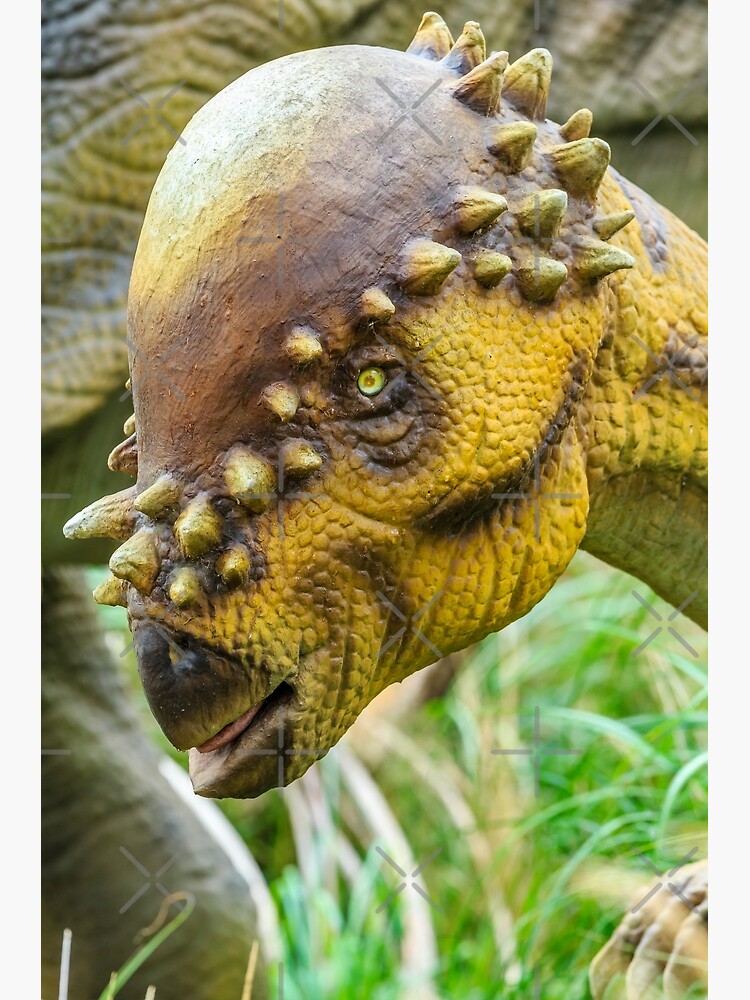 cabeza de paquicefalosaurio