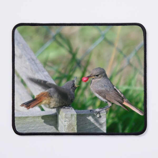 Item preview, Black Redstarts designed and sold by Calidris Fotografie Steffi & Ben Köppler.