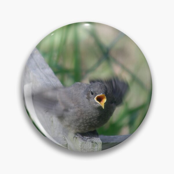 Item preview, Black Redstart designed and sold by Calidris Fotografie Steffi & Ben Köppler.