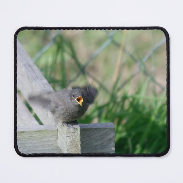 Item preview, Black Redstart designed and sold by Calidris Fotografie Steffi & Ben Köppler.