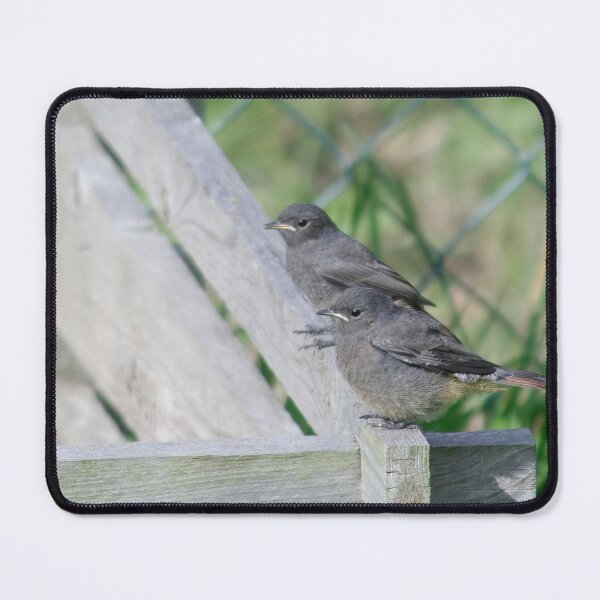 Item preview, Black Redstart Babies designed and sold by Calidris Fotografie Steffi & Ben Köppler.