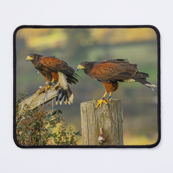 Item preview, Pair of Harris Hawks awaiting prey designed and sold by Dalyndigital Photography.
