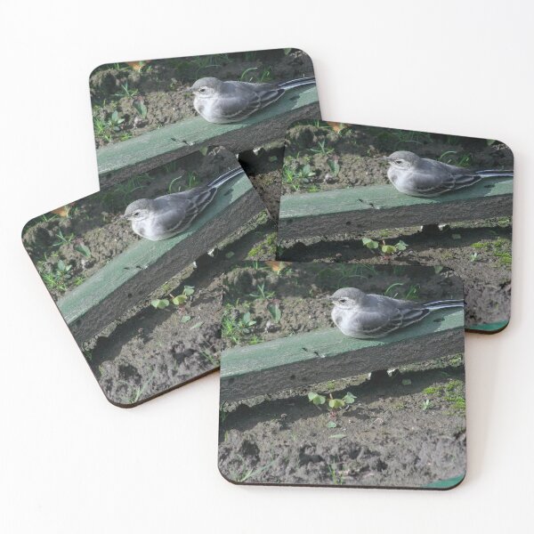 Item preview, Young White Wagtail 4 designed and sold by Calidris Fotografie Steffi & Ben Köppler.