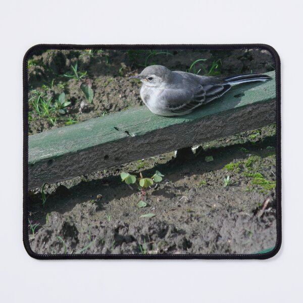 Item preview, Young White Wagtail 4 designed and sold by Calidris Fotografie Steffi & Ben Köppler.