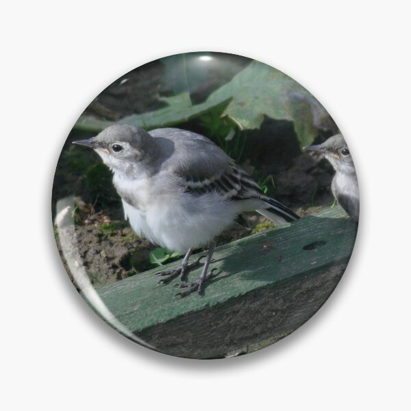 Item preview, Young White Wagtails designed and sold by Calidris Fotografie Steffi & Ben Köppler.
