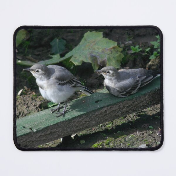 Item preview, Young White Wagtails designed and sold by Calidris Fotografie Steffi & Ben Köppler.