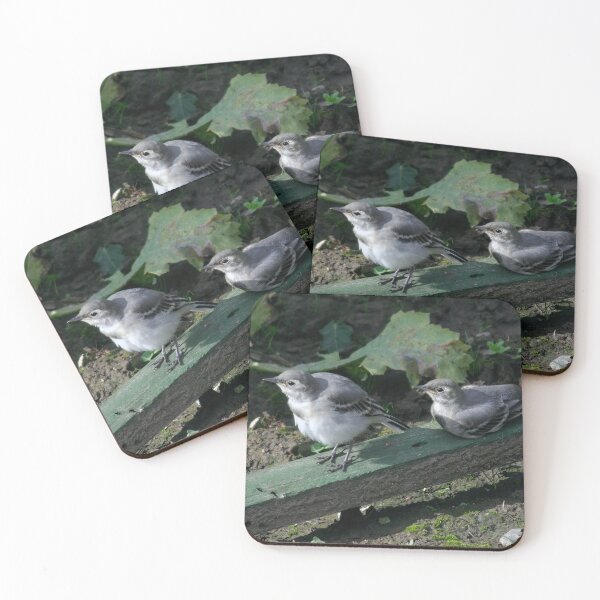 Item preview, Young White Wagtails designed and sold by Calidris Fotografie Steffi & Ben Köppler.