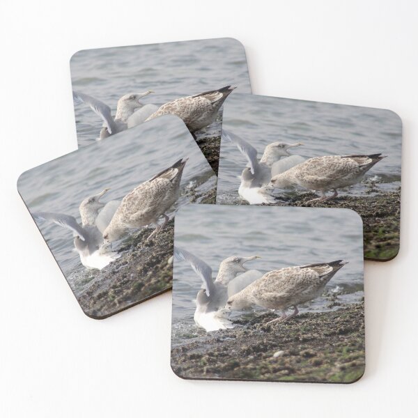 Item preview, Quarreling European Herring Gulls designed and sold by Calidris Fotografie Steffi & Ben Köppler.