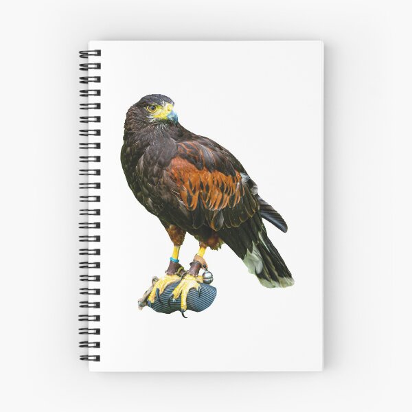 Aperçu de l'œuvre Harris Hawk sur un perchoir créée et vendue par Dalyndigital Photography.