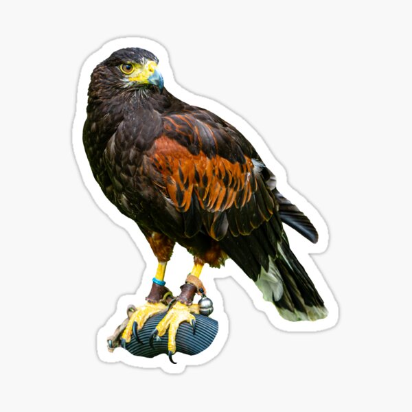 Item preview, Harris Hawk on a bow perch designed and sold by OwlOccasions.