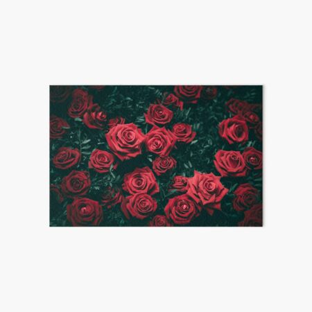 Beautiful Roses Art Board Print