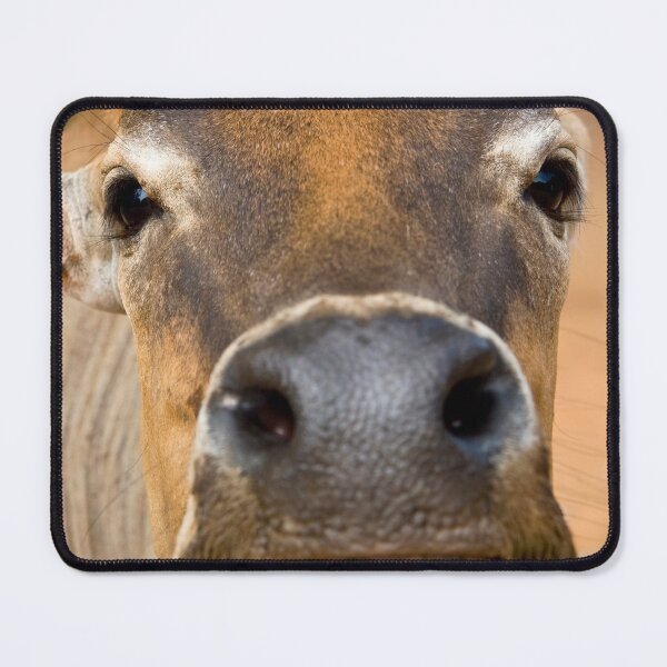 Item preview, Nosey Cow designed and sold by Kezzles.